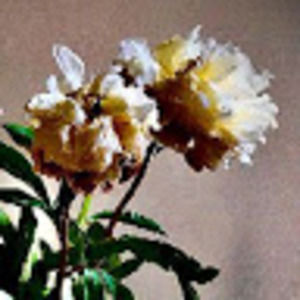 Meet your Posher, Sarai